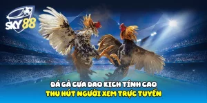 Đá Gà Cựa Dao Sky88