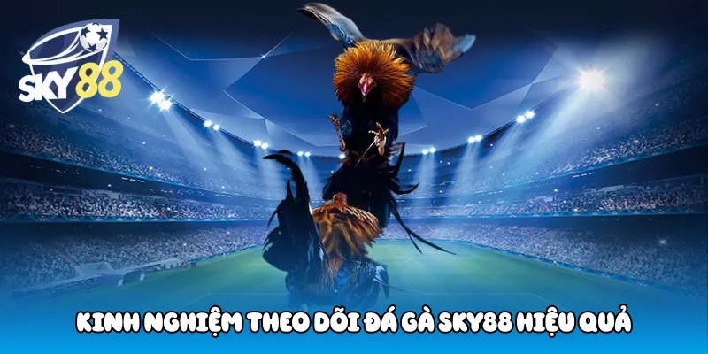Kinh nghiệm theo dõi đá gà Sky88 hiệu quả