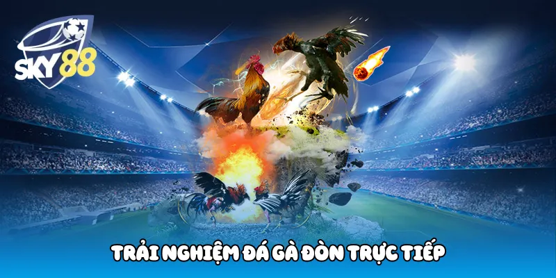 Trải Nghiệm đá gà đòn trực tiếp